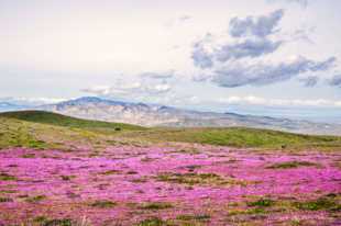 Hills of wildflowers-0657 Hills of wildflowers-0657